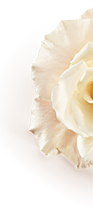 Flower Flower